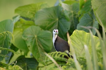 White-breasted Waterhen Ishigaki Island Sat, 6/10/2017