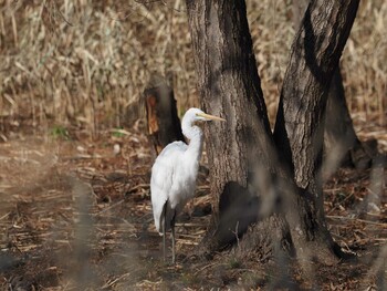 Great Egret Mizumoto Park Mon, 1/3/2022