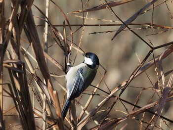 Japanese Tit Mizumoto Park Mon, 1/3/2022