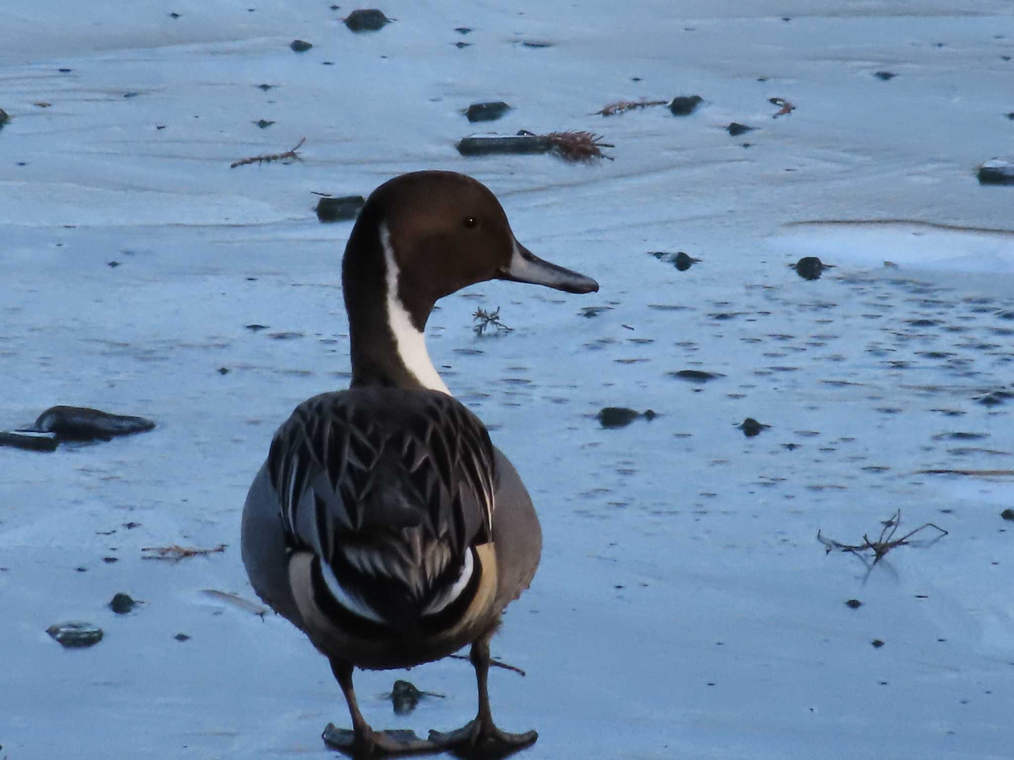 Northern Pintail