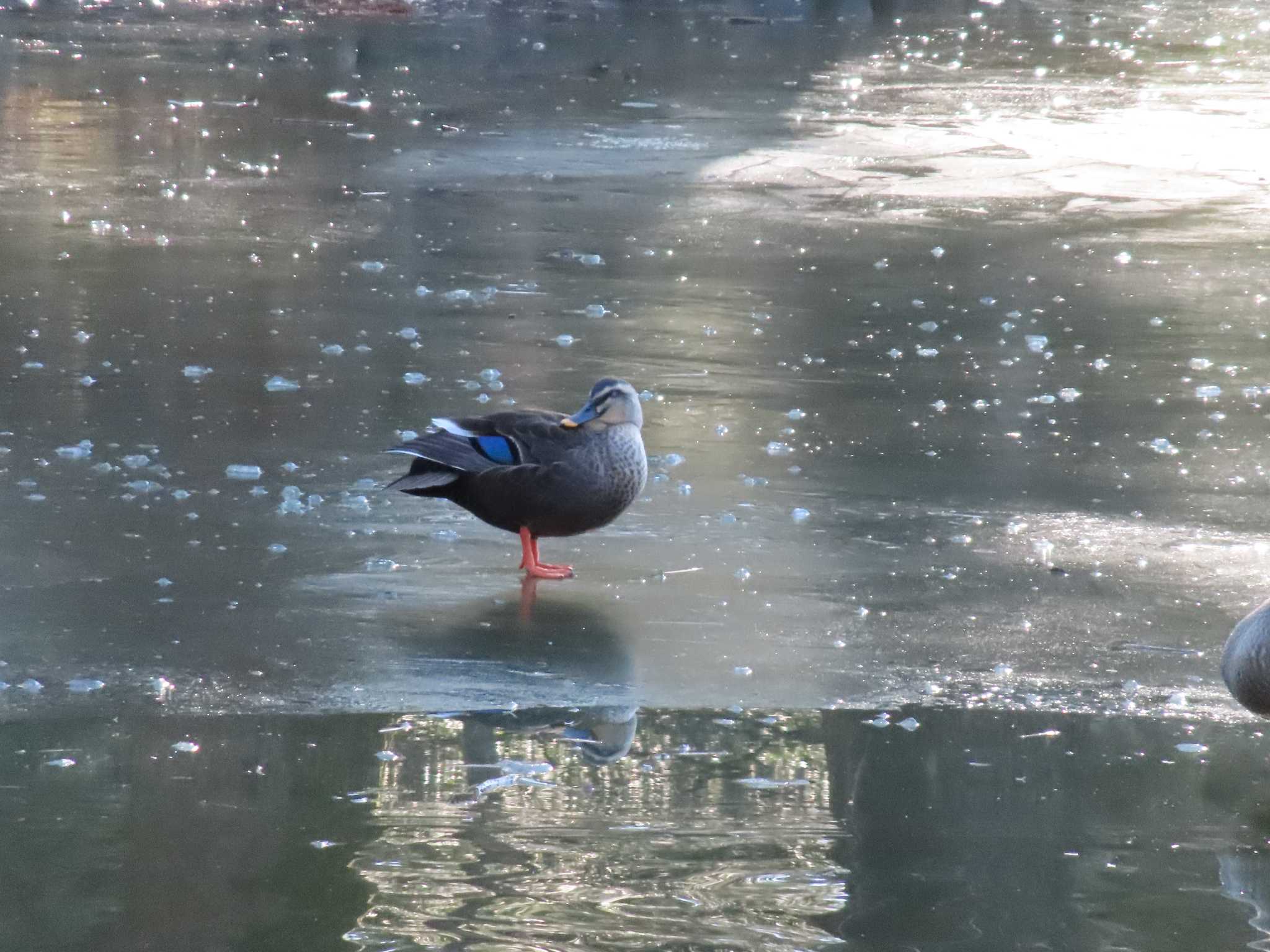 Eastern Spot-billed Duck