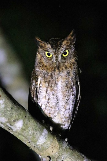 2017年6月10日(土) 石垣島の野鳥観察記録