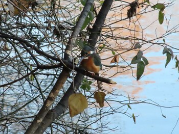 Common Kingfisher Shakujii Park Mon, 1/3/2022