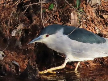 Black-crowned Night Heron Shakujii Park Mon, 1/3/2022