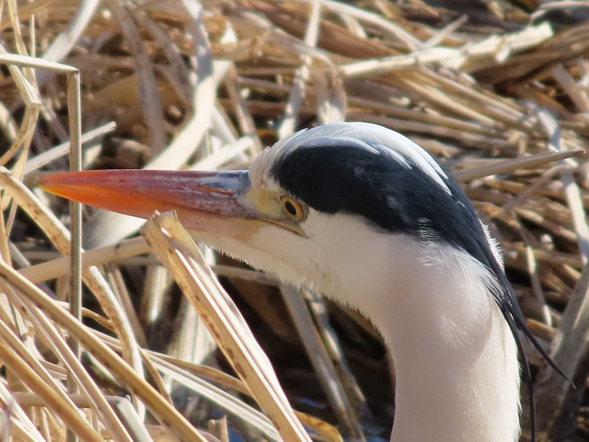 Grey Heron