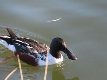 Northern Shoveler Shakujii Park Mon, 1/3/2022