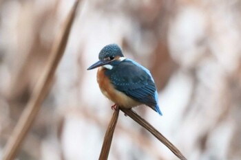 カワセミ 大泉緑地 2022年1月3日(月)