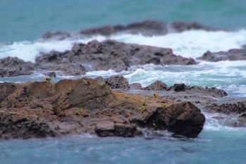 White-bellied Green Pigeon Terugasaki Beach Sat, 7/1/2017