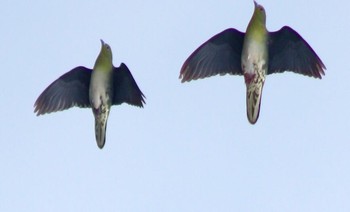 White-bellied Green Pigeon Terugasaki Beach Sat, 7/1/2017