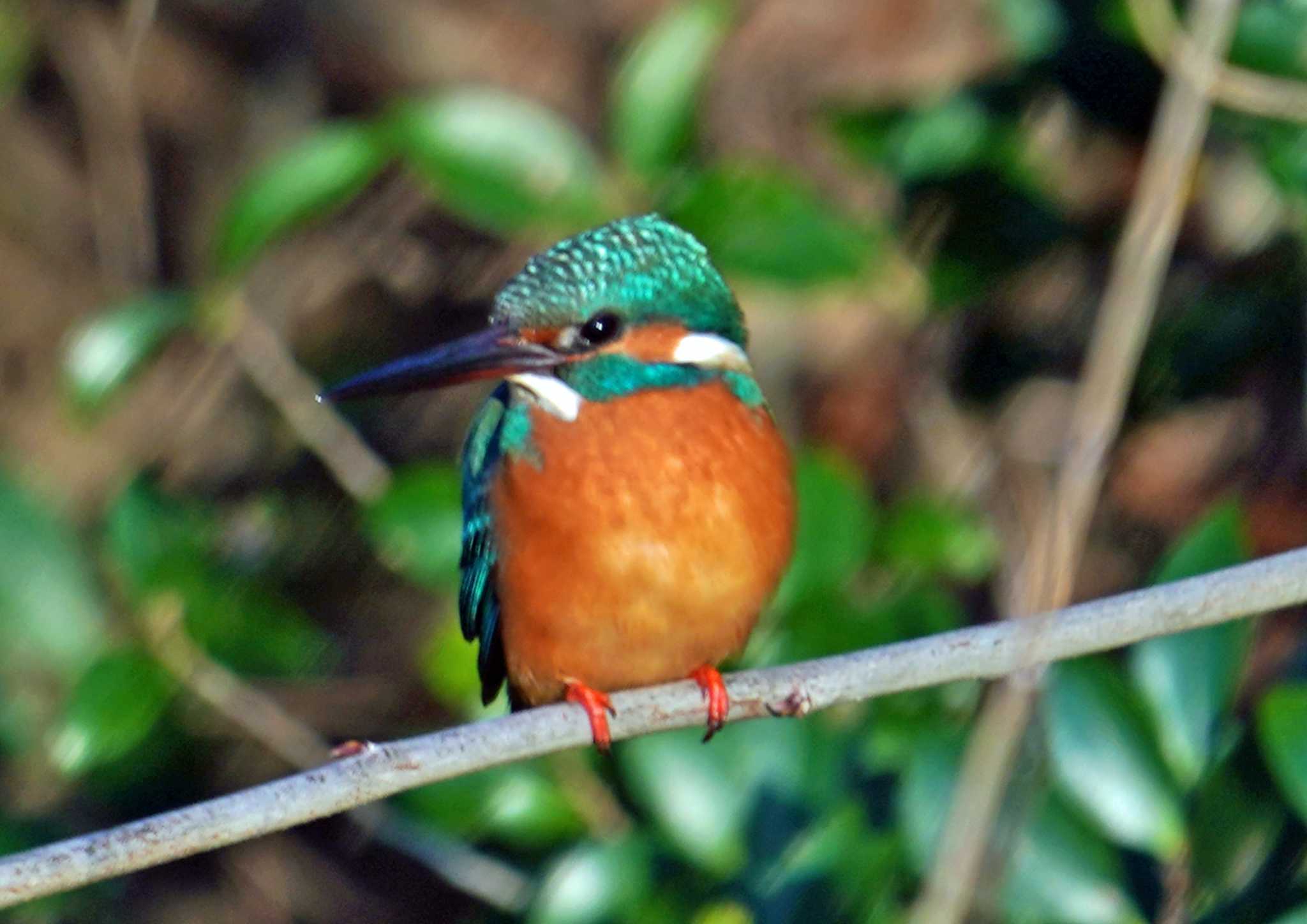 佐鳴湖 カワセミの写真 by Chacoder