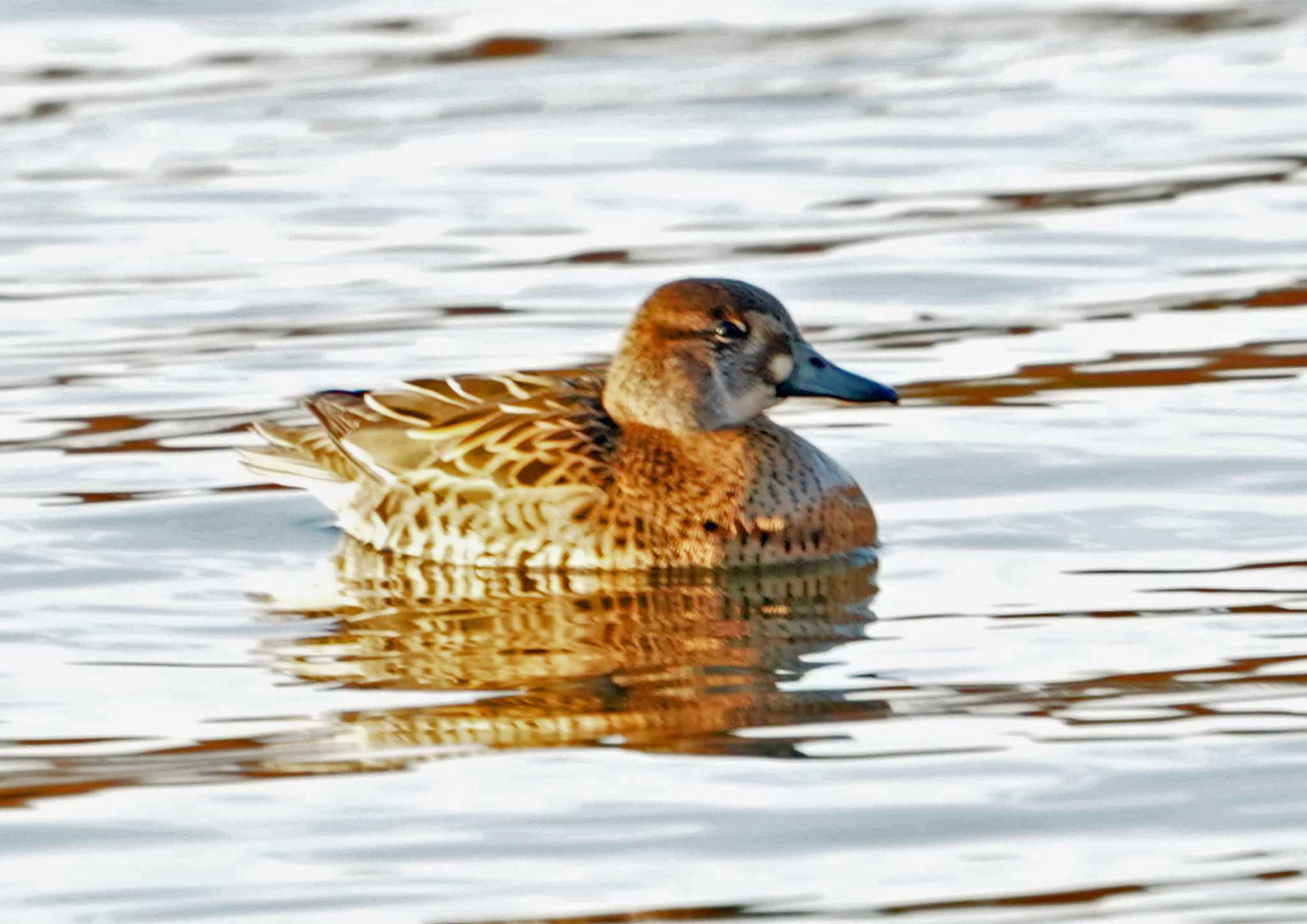 佐鳴湖 トモエガモの写真 by Chacoder