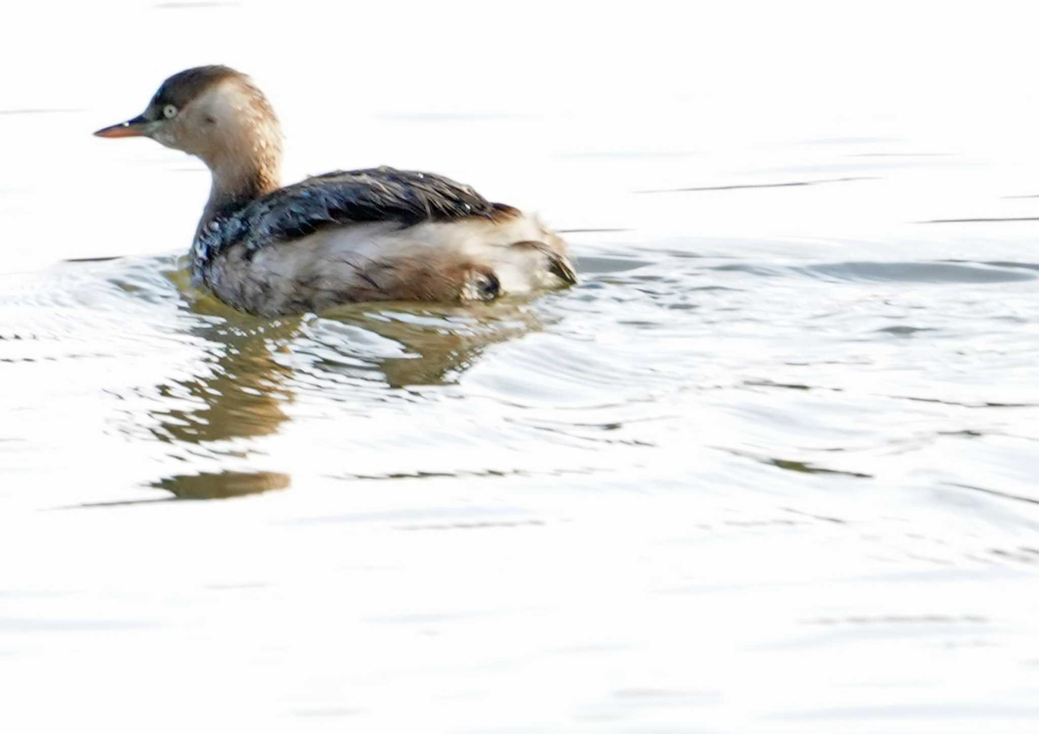 佐鳴湖 カイツブリの写真 by Chacoder