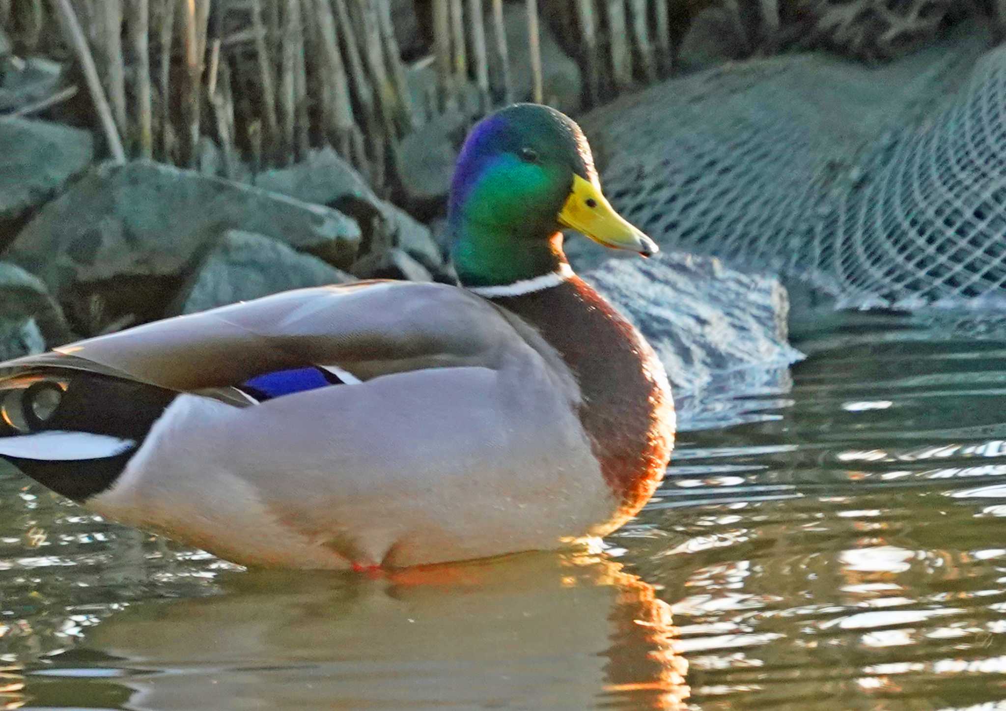 佐鳴湖 マガモの写真 by Chacoder