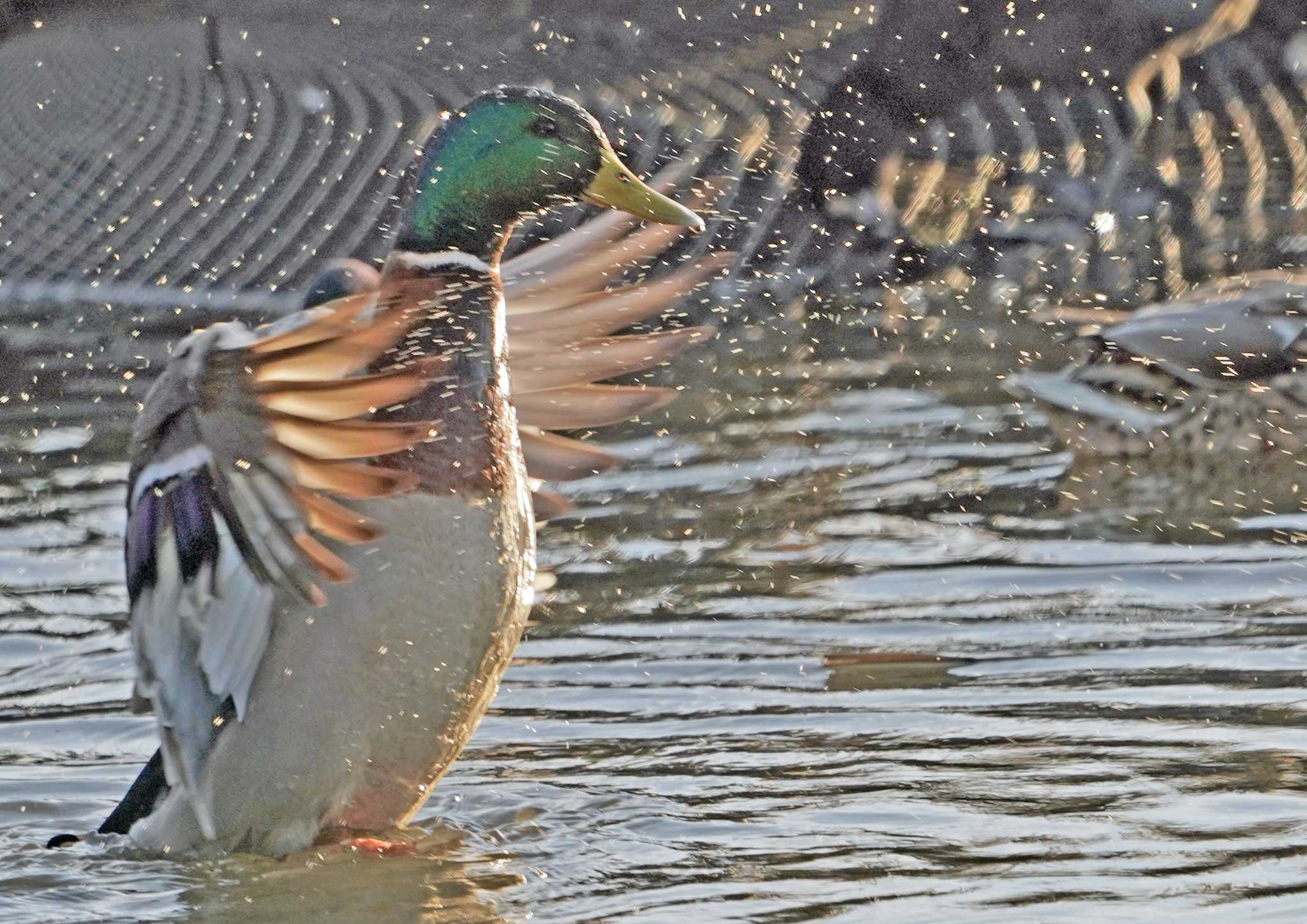 佐鳴湖 マガモの写真 by Chacoder