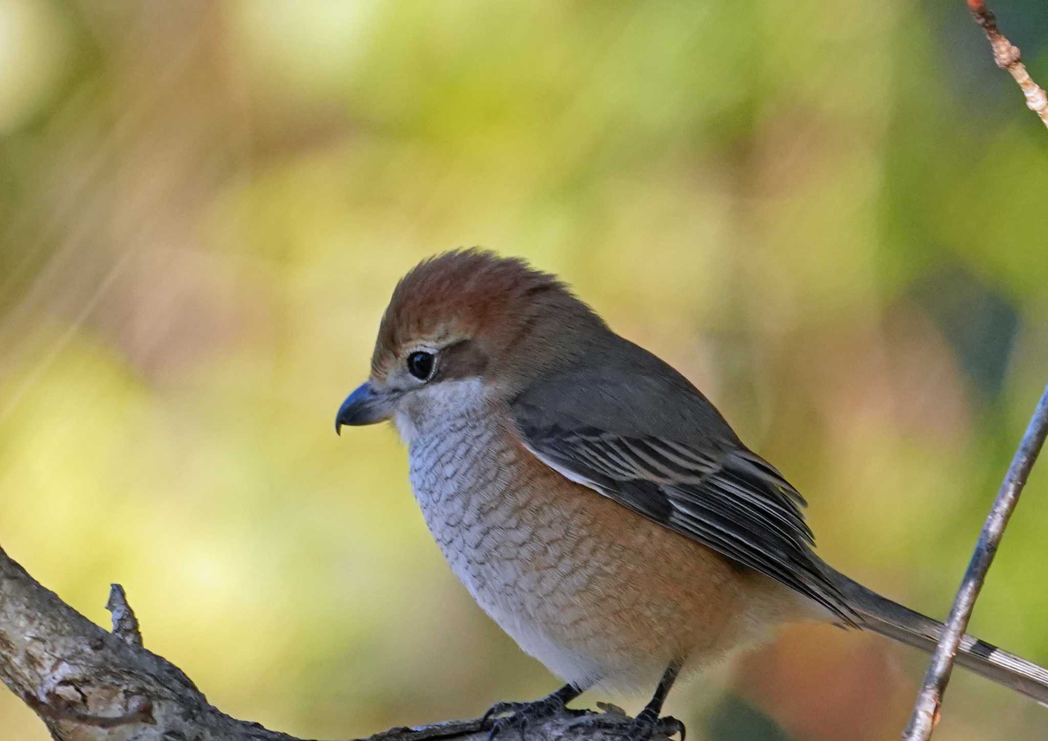 佐鳴湖 モズの写真 by Chacoder