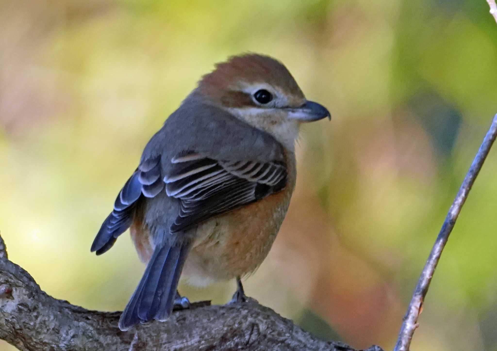 Photo of Bull-headed Shrike at 佐鳴湖 by Chacoder