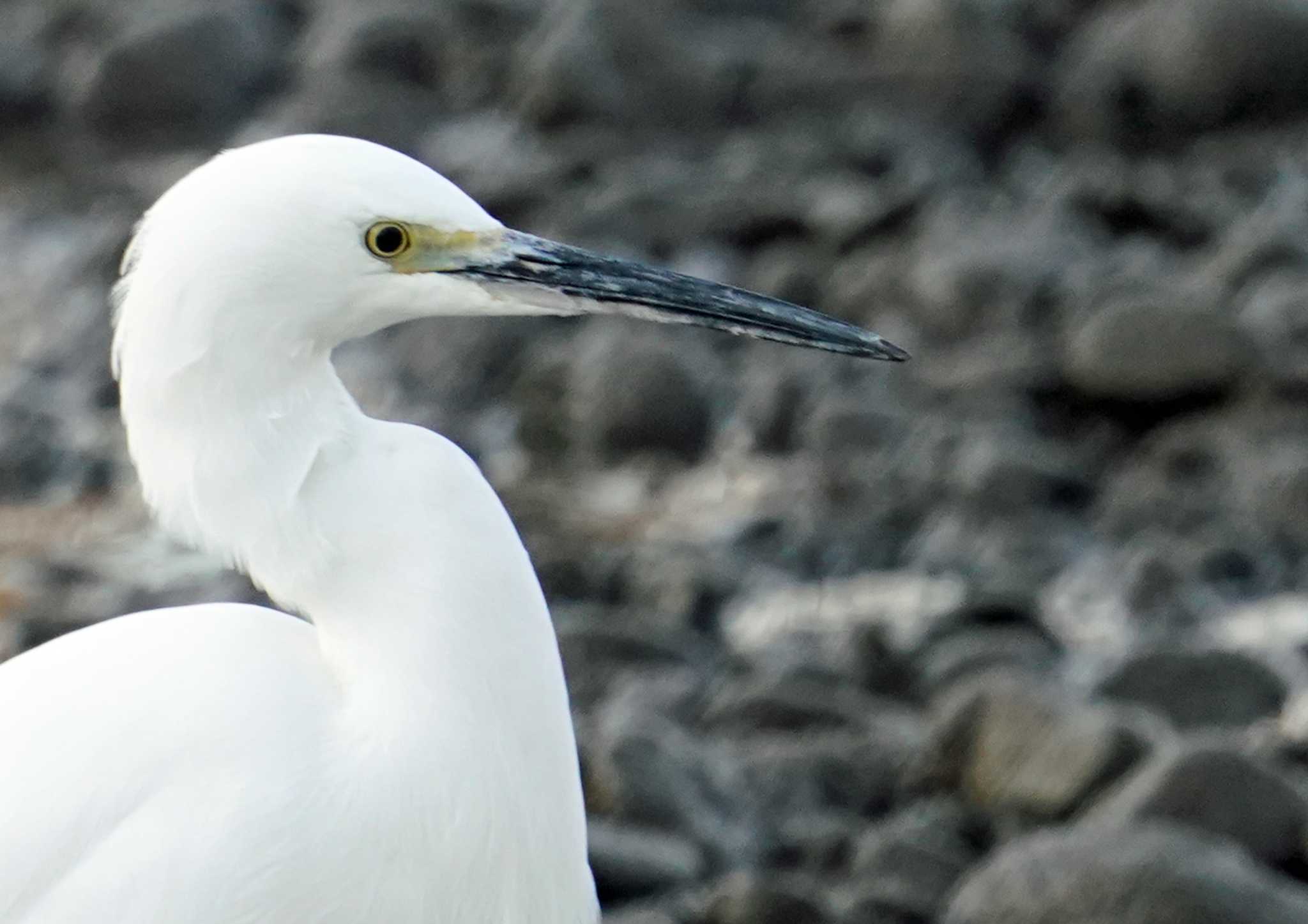 佐鳴湖 コサギの写真 by Chacoder