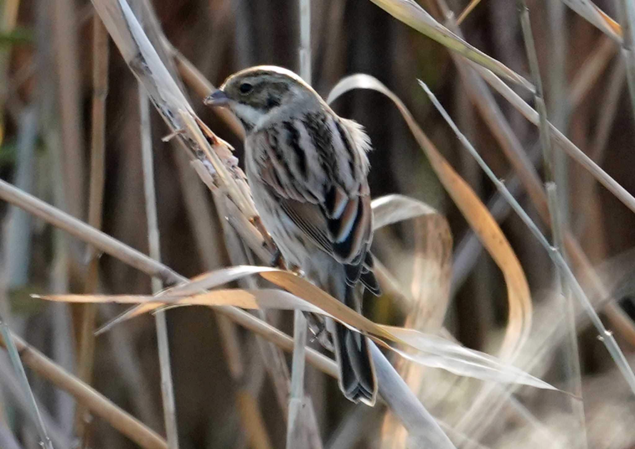 Photo of Common Reed Bunting at 佐鳴湖 by Chacoder