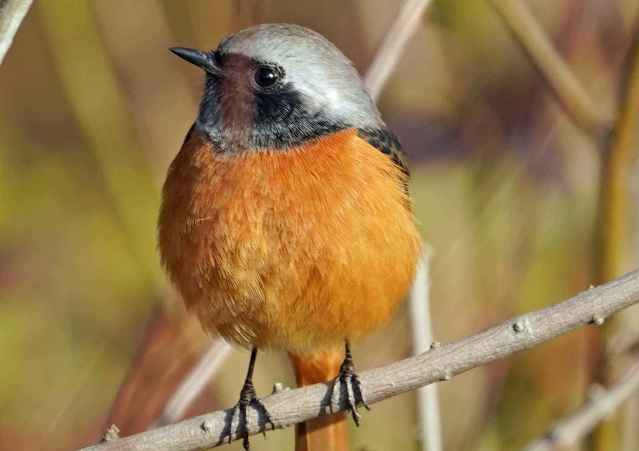 Photo of Daurian Redstart at 佐鳴湖 by Chacoder