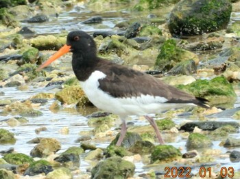 Eurasian Oystercatcher 恩納村 Mon, 1/3/2022