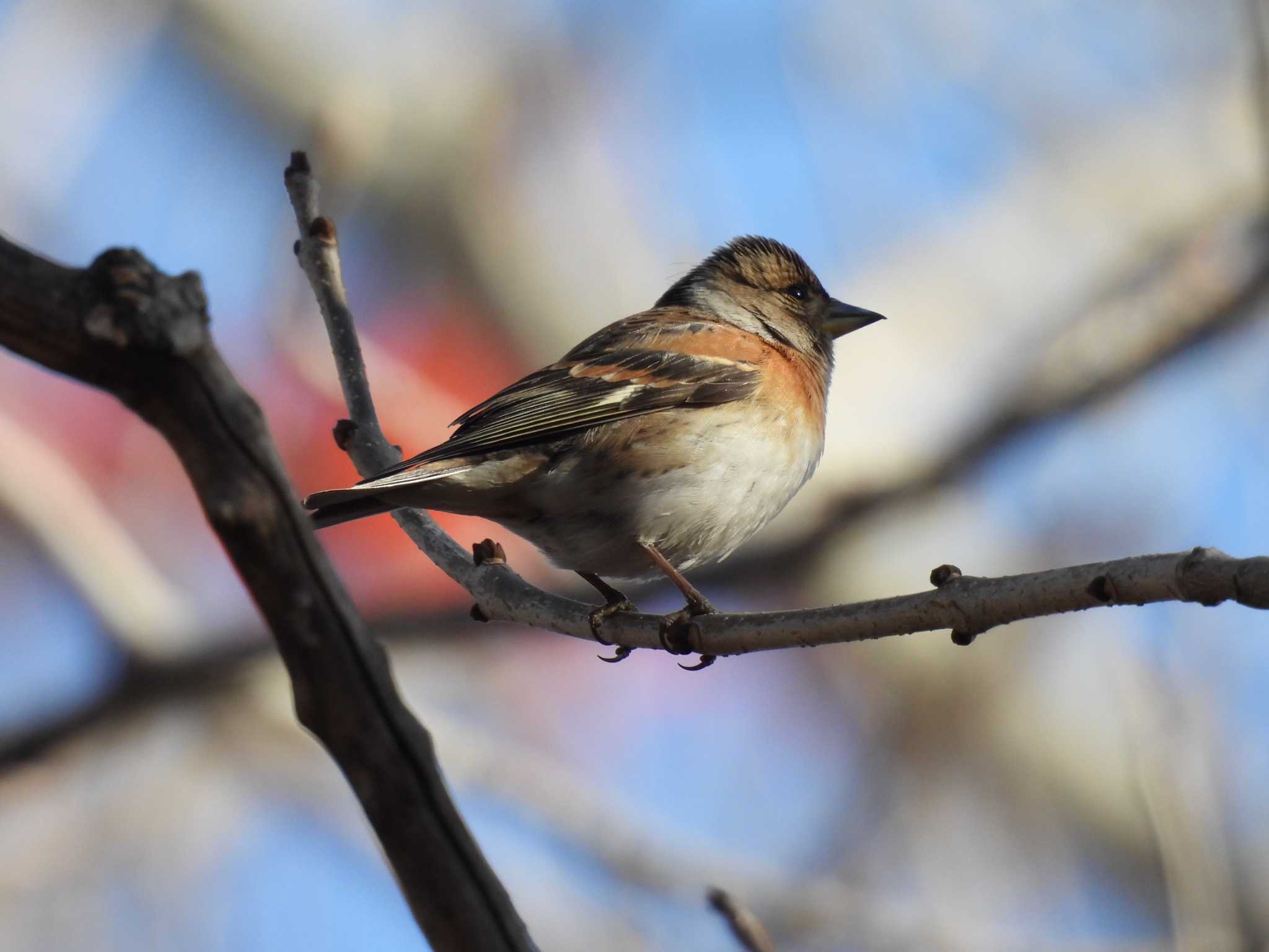 Brambling