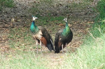 Indian Peafowl 黒島(八重山郡) Sat, 10/30/2021