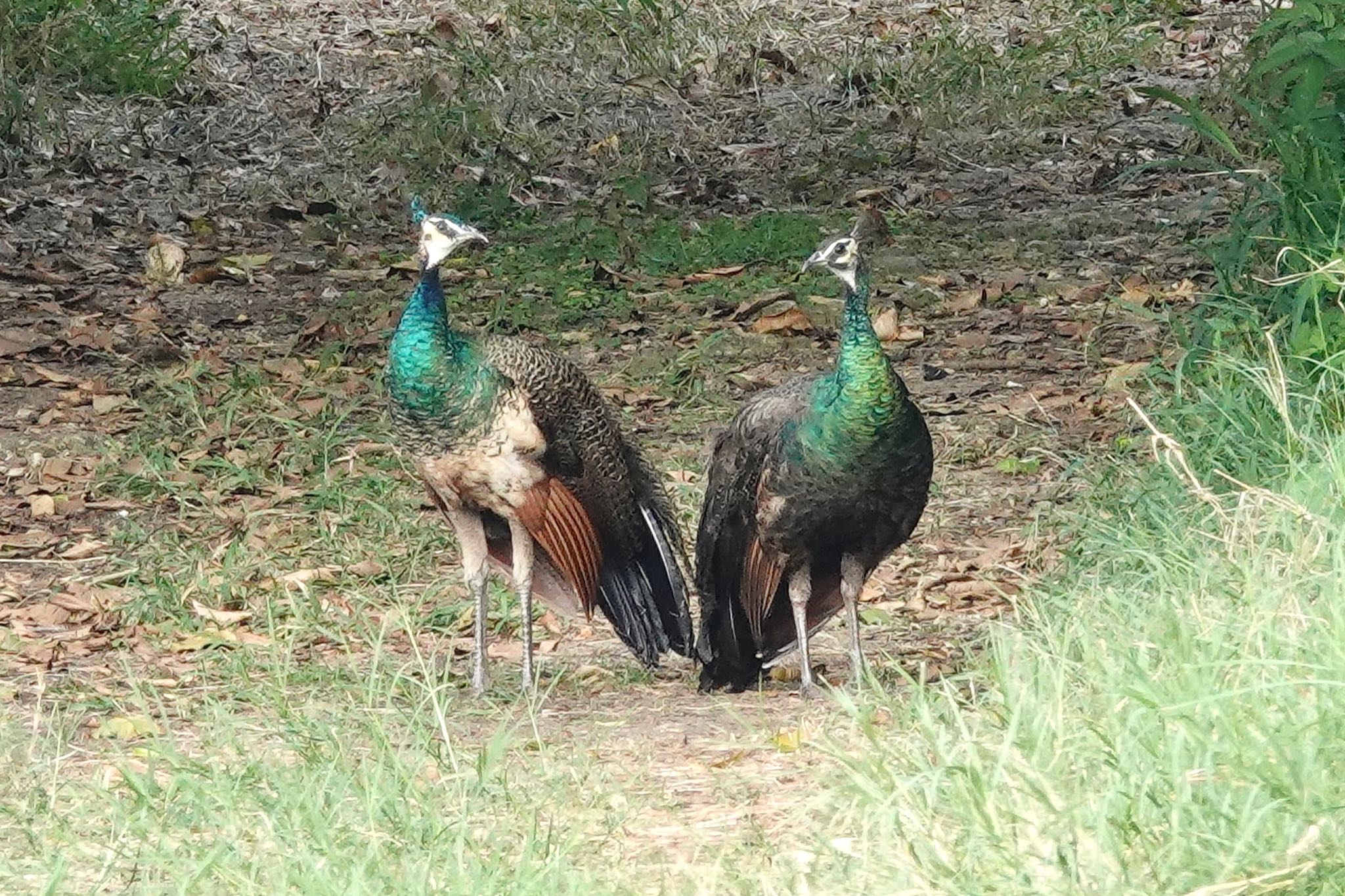 Indian Peafowl