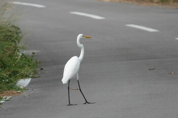 Great Egret 黒島(八重山郡) Sat, 10/30/2021