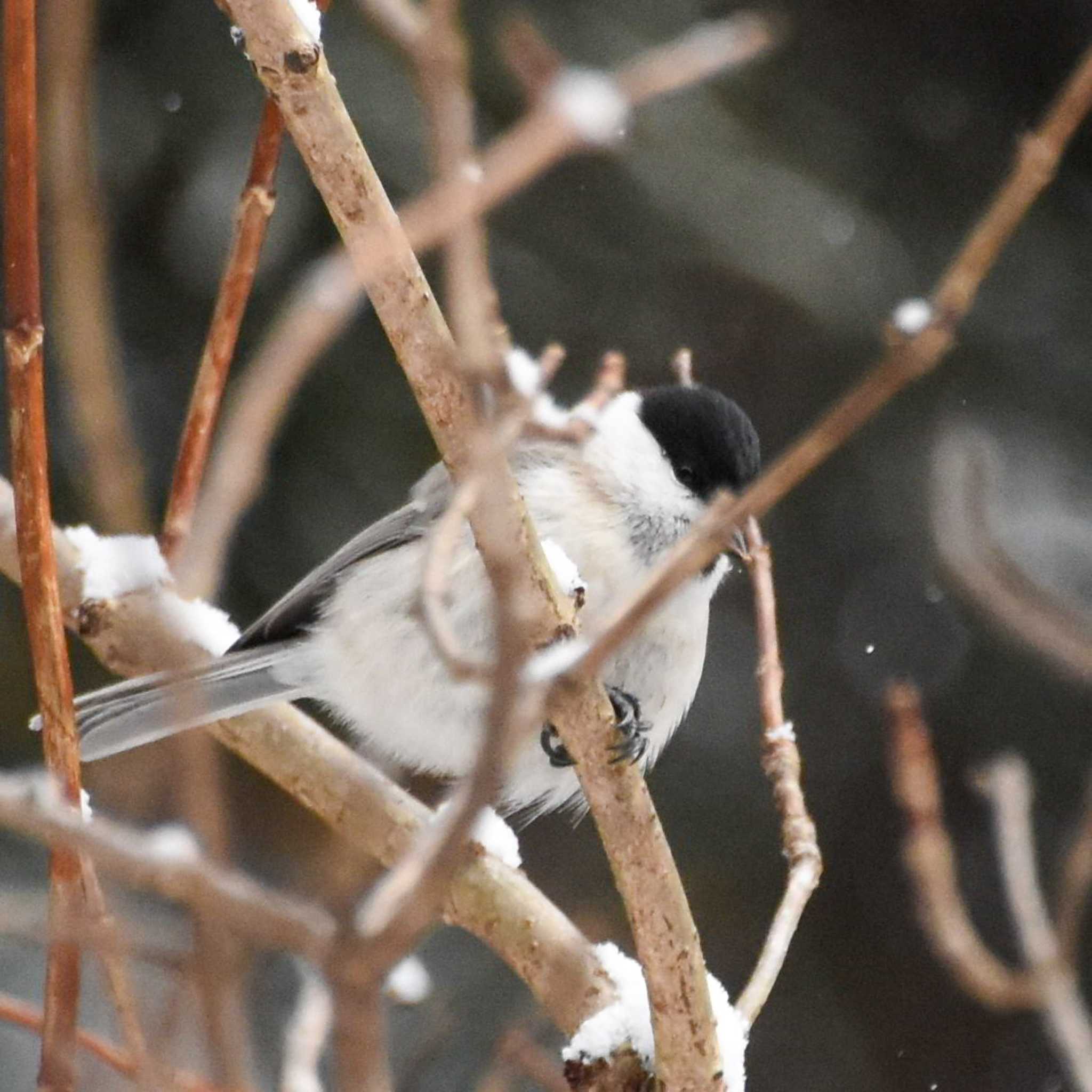 Photo of Marsh Tit at Hakodateyama by Mr.Quiet