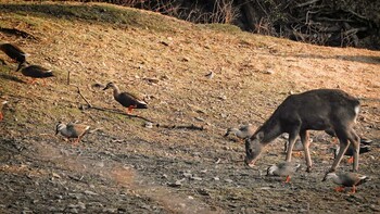 2022年1月3日(月) 奈良公園の野鳥観察記録