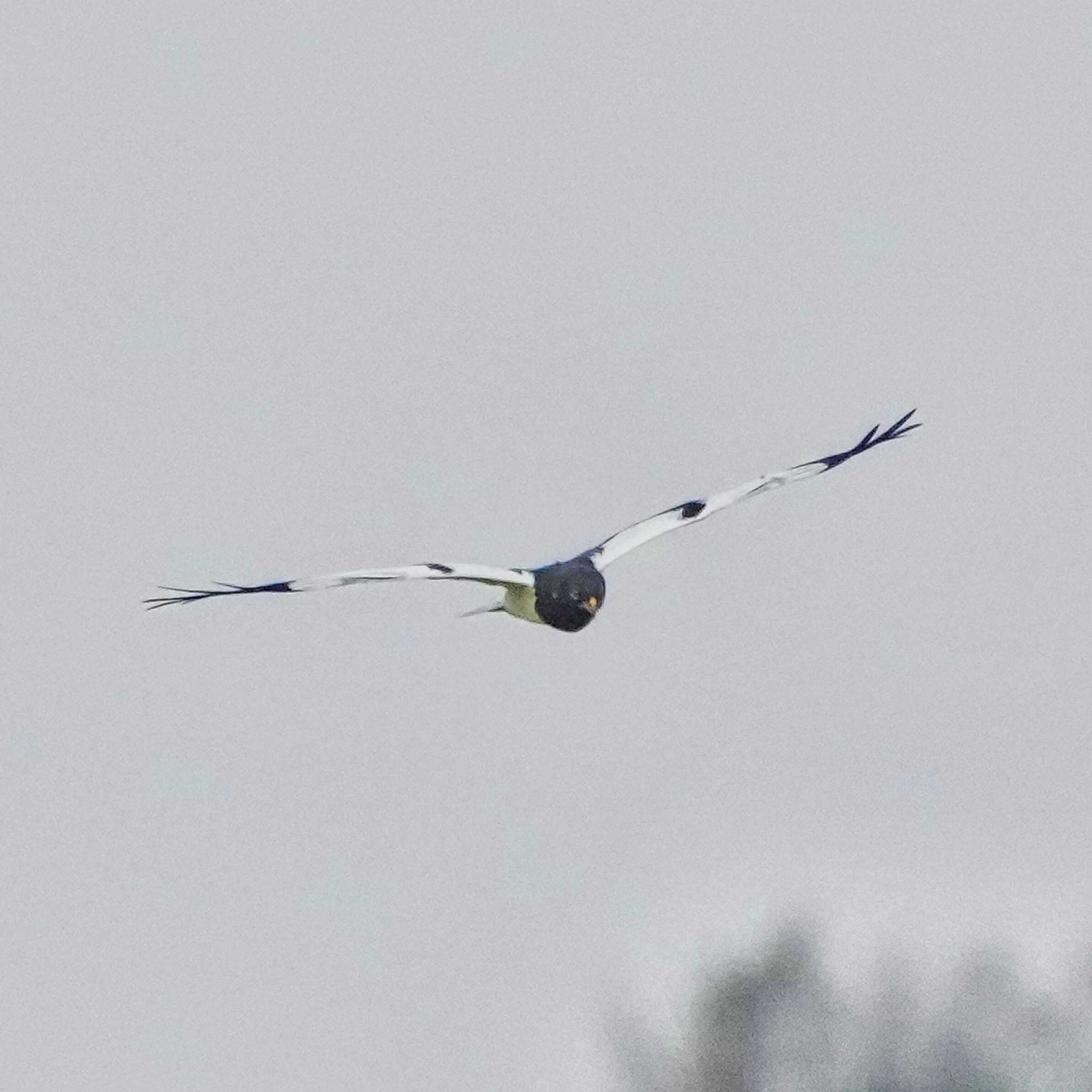 Photo of Pied Harrier at Pang Hung, Wiang Nong Lom by span265