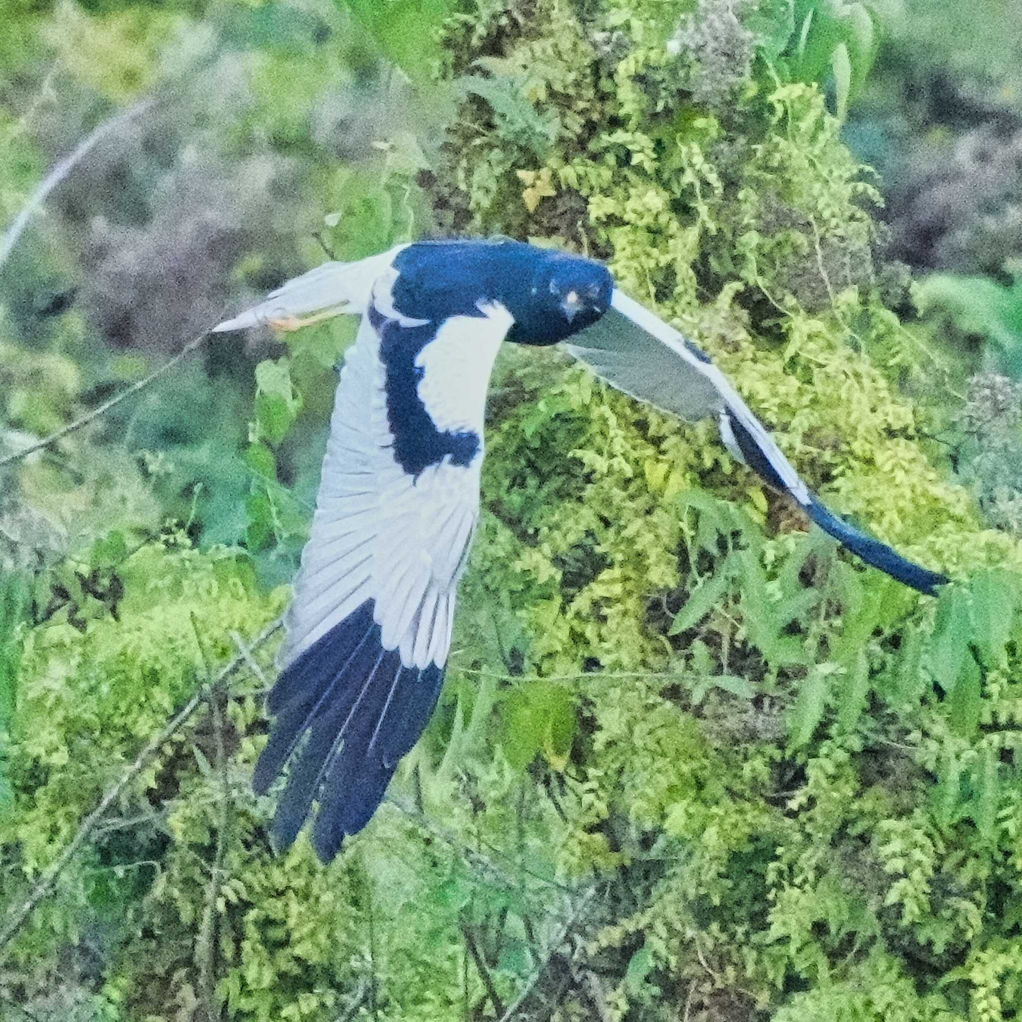 Photo of Pied Harrier at Pang Hung, Wiang Nong Lom by span265