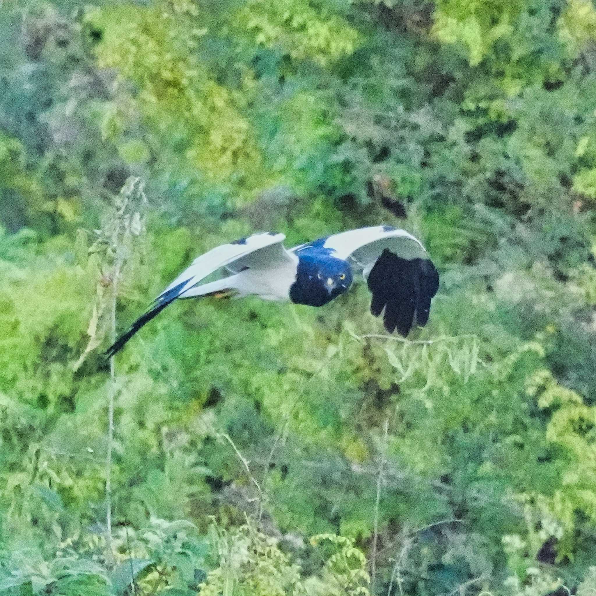 Photo of Pied Harrier at Pang Hung, Wiang Nong Lom by span265