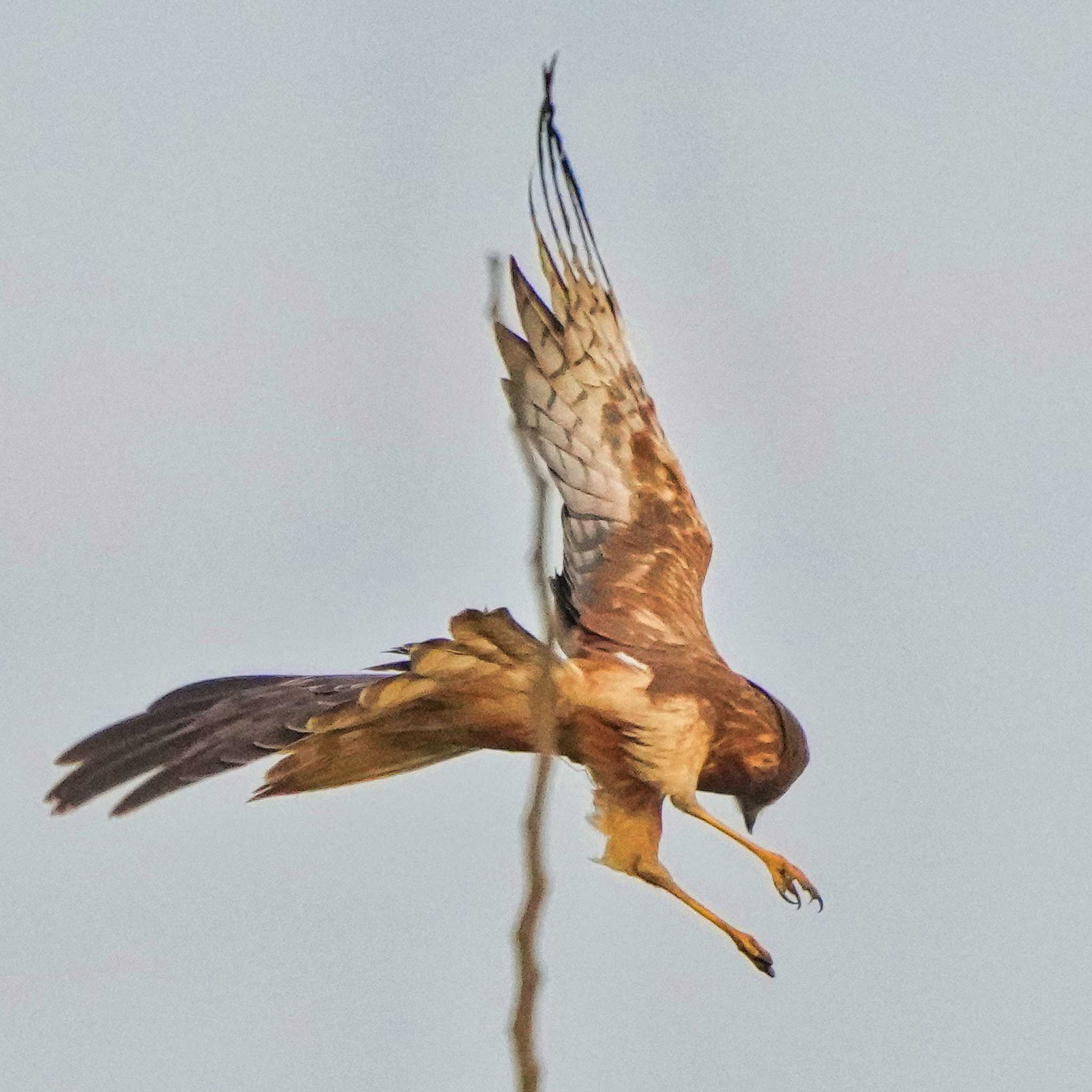 Pang Hung, Wiang Nong Lom マダラチュウヒの写真 by span265