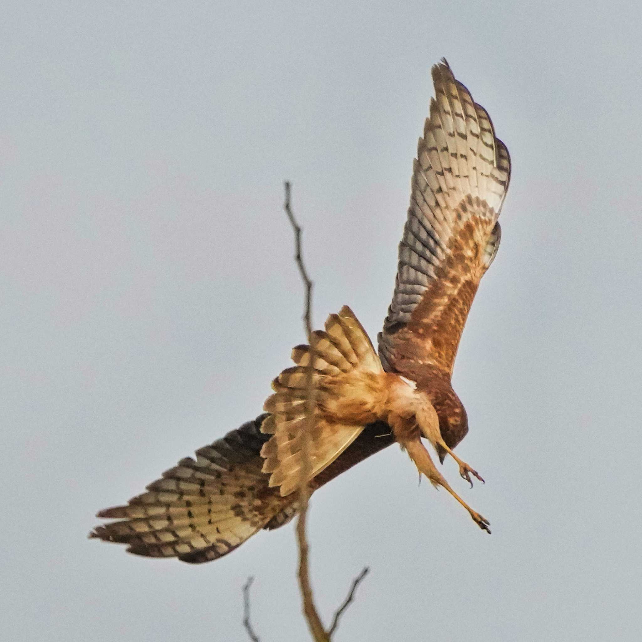 Pang Hung, Wiang Nong Lom マダラチュウヒの写真 by span265