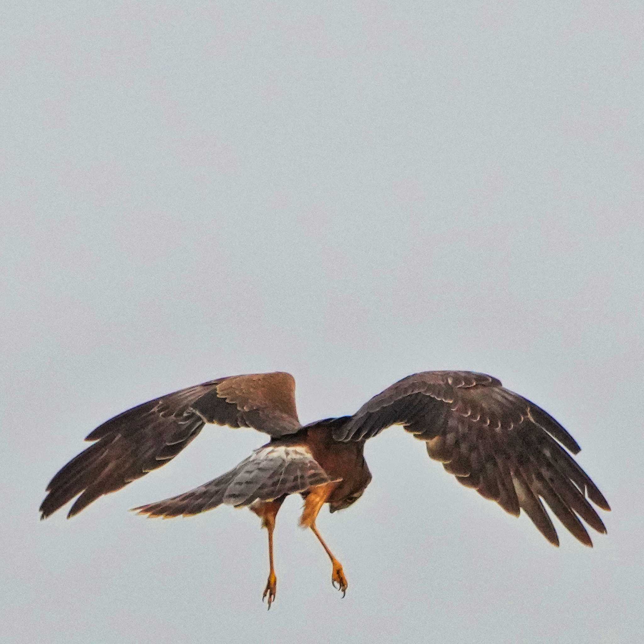 Pang Hung, Wiang Nong Lom マダラチュウヒの写真 by span265