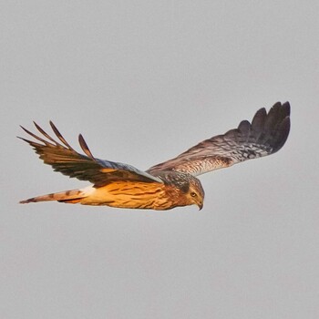 Pied Harrier Pang Hung, Wiang Nong Lom Sun, 12/26/2021