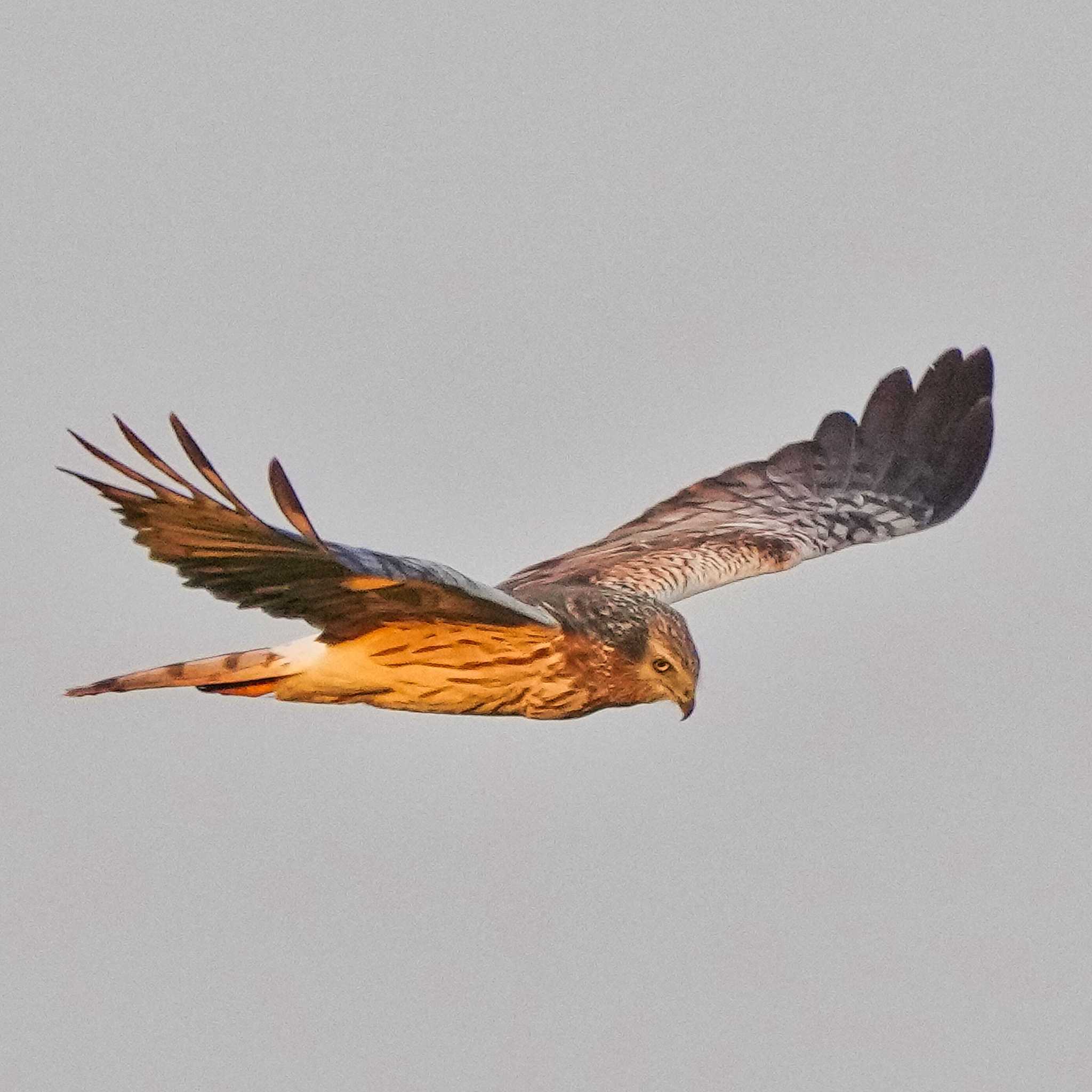 Pang Hung, Wiang Nong Lom マダラチュウヒの写真 by span265