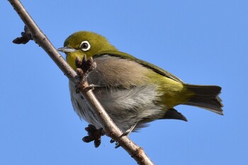 メジロ 舎人公園 2022年1月3日(月)