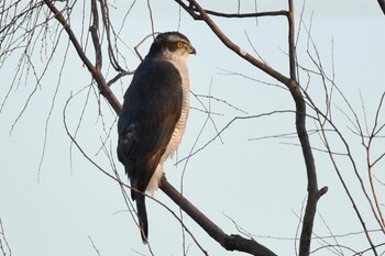 オオタカ 舎人公園 2022年1月3日(月)