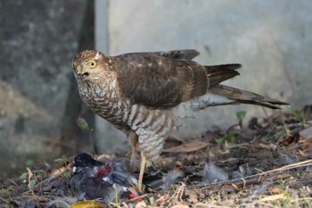 2021年12月30日(木) 新横浜公園の野鳥観察記録