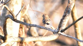 Siberian Long-tailed Rosefinch 北杜市 Mon, 1/3/2022