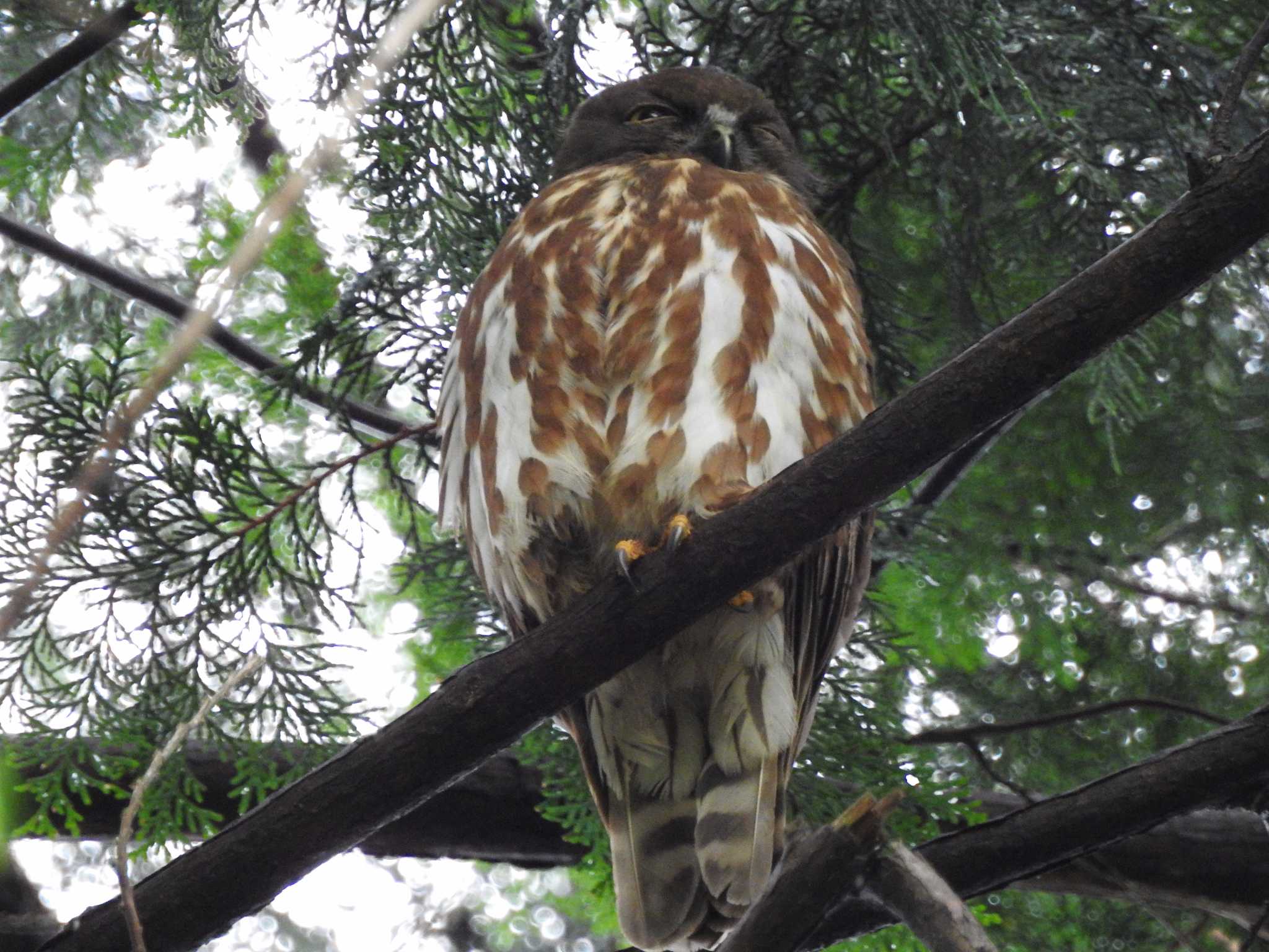 Photo of Northern Boobook at 八王子市 by 結城