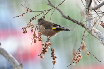 2022年1月2日(日) 長浜公園の野鳥観察記録