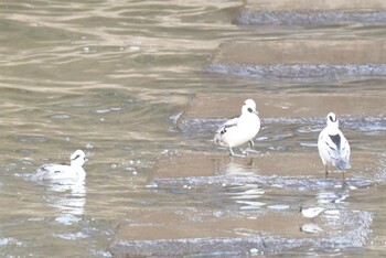 2022年1月2日(日) 諏訪湖の野鳥観察記録