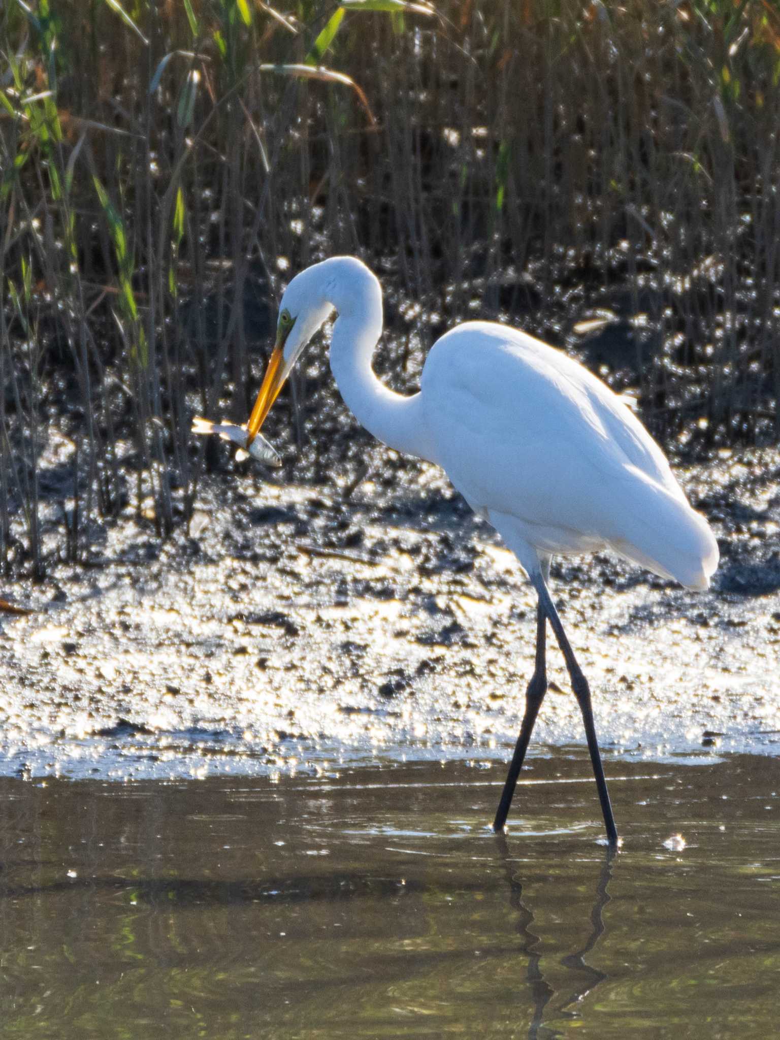 Photo of Great Egret at Kasai Rinkai Park by ryokawameister