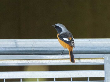 Daurian Redstart Kasai Rinkai Park Sun, 10/24/2021