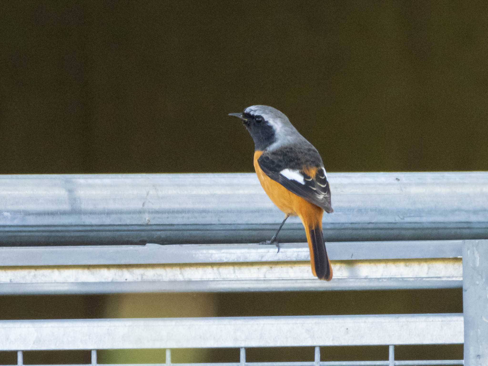 Photo of Daurian Redstart at Kasai Rinkai Park by ryokawameister