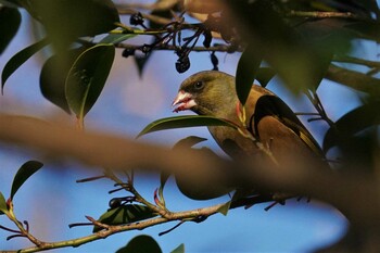 カワラヒワ 明治神宮御苑 2022年1月3日(月)