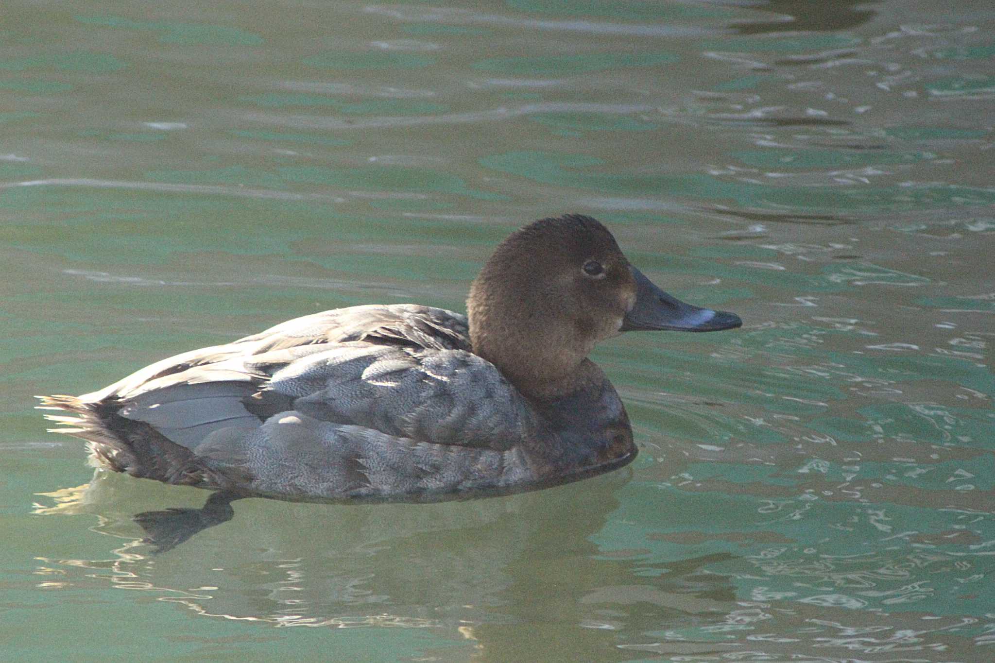 Common Pochard